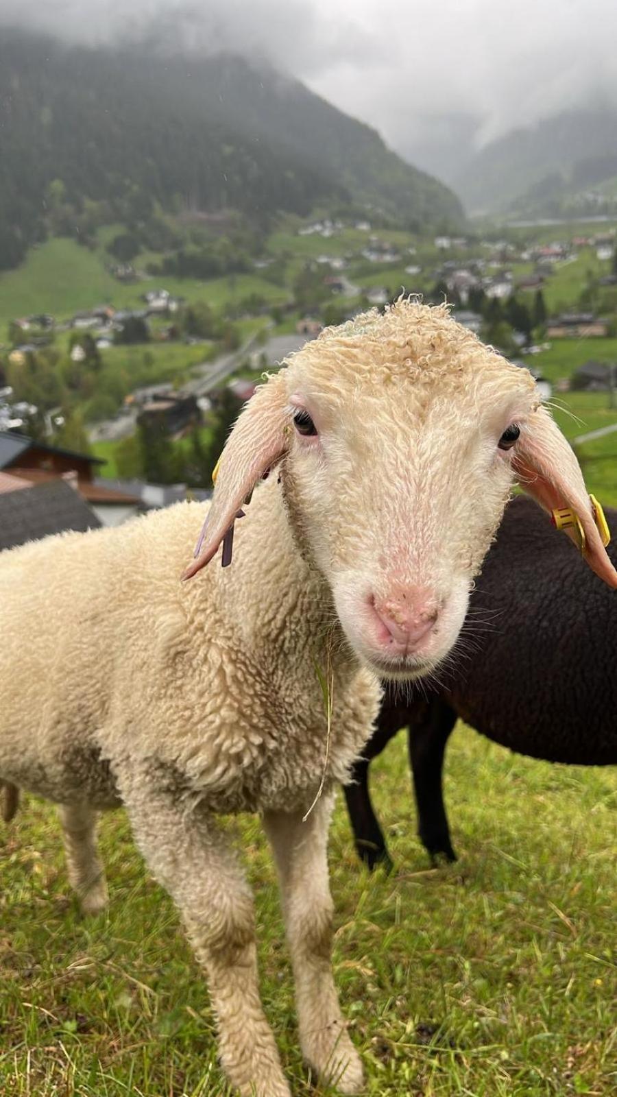 Alpenpension Maderer Gaschurn Kültér fotó